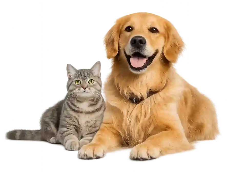 Dog and Cat
